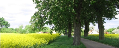 Daugzin Straße und Rapsfeld bei Daugzin